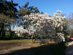 Baumbl&uuml;te
